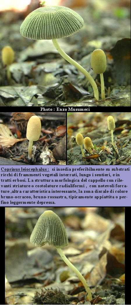 Coprinus leiocephalus   P.D.Orton